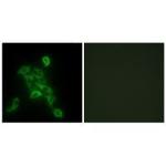 COX6C Antibody in Immunocytochemistry (ICC/IF)