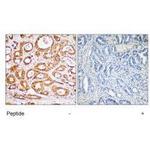 RPS19 Antibody in Immunohistochemistry (Paraffin) (IHC (P))