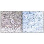 Arylsulfatase A Antibody in Immunohistochemistry (Paraffin) (IHC (P))