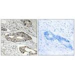 Epsin 3 Antibody in Immunohistochemistry (Paraffin) (IHC (P))