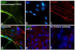 Myosin 4 Antibody in Immunocytochemistry (ICC/IF)