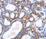 IGSF6 Antibody in Immunohistochemistry (Paraffin) (IHC (P))