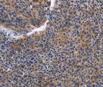 IGSF10 Antibody in Immunohistochemistry (Paraffin) (IHC (P))