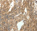 Synaptotagmin 7 Antibody in Immunohistochemistry (Paraffin) (IHC (P))