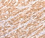 TAX1BP1 Antibody in Immunohistochemistry (Paraffin) (IHC (P))