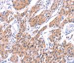 Unc18-2 Antibody in Immunohistochemistry (Paraffin) (IHC (P))