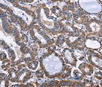 INTS10 Antibody in Immunohistochemistry (Paraffin) (IHC (P))