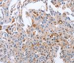 NRG4 Antibody in Immunohistochemistry (Paraffin) (IHC (P))