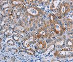 CASC3 Antibody in Immunohistochemistry (Paraffin) (IHC (P))