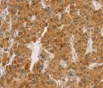 Carboxypeptidase A2 Antibody in Immunohistochemistry (Paraffin) (IHC (P))