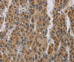 LOXL4 Antibody in Immunohistochemistry (Paraffin) (IHC (P))