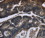 DHCR7 Antibody in Immunohistochemistry (Paraffin) (IHC (P))