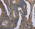 GANP Antibody in Immunohistochemistry (Paraffin) (IHC (P))