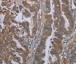 Kallikrein 8 Antibody in Immunohistochemistry (Paraffin) (IHC (P))