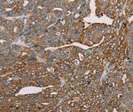 MTFP1 Antibody in Immunohistochemistry (Paraffin) (IHC (P))