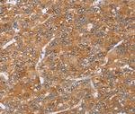 PAICS Antibody in Immunohistochemistry (Paraffin) (IHC (P))