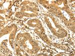 RAB26 Antibody in Immunohistochemistry (Paraffin) (IHC (P))