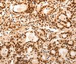 E2F7 Antibody in Immunohistochemistry (Paraffin) (IHC (P))