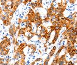 SLC2A11 Antibody in Immunohistochemistry (Paraffin) (IHC (P))