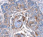 LRP2 Antibody in Immunohistochemistry (Paraffin) (IHC (P))