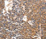 IRF1 Antibody in Immunohistochemistry (Paraffin) (IHC (P))