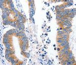 LRP2 Antibody in Immunohistochemistry (Paraffin) (IHC (P))