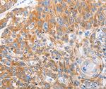 LRP2 Antibody in Immunohistochemistry (Paraffin) (IHC (P))