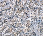 APOA1BP Antibody in Immunohistochemistry (Paraffin) (IHC (P))