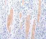 EDG4 Antibody in Immunohistochemistry (Paraffin) (IHC (P))