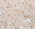 INTS1 Antibody in Immunohistochemistry (Paraffin) (IHC (P))