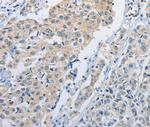 NEK9 Antibody in Immunohistochemistry (Paraffin) (IHC (P))