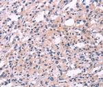 FGF16 Antibody in Immunohistochemistry (Paraffin) (IHC (P))