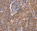 HSD11B2 Antibody in Immunohistochemistry (Paraffin) (IHC (P))