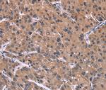 HSD11B2 Antibody in Immunohistochemistry (Paraffin) (IHC (P))