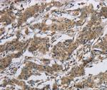 Synapsin 2 Antibody in Immunohistochemistry (Paraffin) (IHC (P))