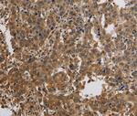 KCNMB4 Antibody in Immunohistochemistry (Paraffin) (IHC (P))