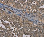 UBP1 Antibody in Immunohistochemistry (Paraffin) (IHC (P))