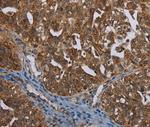 BCAR3 Antibody in Immunohistochemistry (Paraffin) (IHC (P))