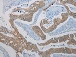 KCNH6 Antibody in Immunohistochemistry (Paraffin) (IHC (P))