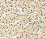 SNX20 Antibody in Immunohistochemistry (Paraffin) (IHC (P))