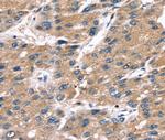 Serglycin Antibody in Immunohistochemistry (Paraffin) (IHC (P))