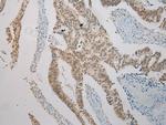 TXNDC3 Antibody in Immunohistochemistry (Paraffin) (IHC (P))