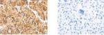 SLC8B1 Antibody in Immunohistochemistry (Paraffin) (IHC (P))