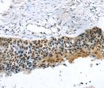 TREF1 Antibody in Immunohistochemistry (Paraffin) (IHC (P))