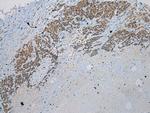 UTS2B Antibody in Immunohistochemistry (Paraffin) (IHC (P))