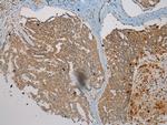 WDR45B Antibody in Immunohistochemistry (Paraffin) (IHC (P))