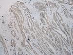 TBL1Y Antibody in Immunohistochemistry (Paraffin) (IHC (P))