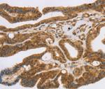 SLC7A9 Antibody in Immunohistochemistry (Paraffin) (IHC (P))