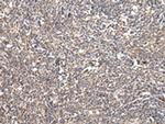 UGGT2 Antibody in Immunohistochemistry (Paraffin) (IHC (P))