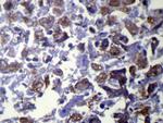 VAMP5 Antibody in Immunohistochemistry (Paraffin) (IHC (P))